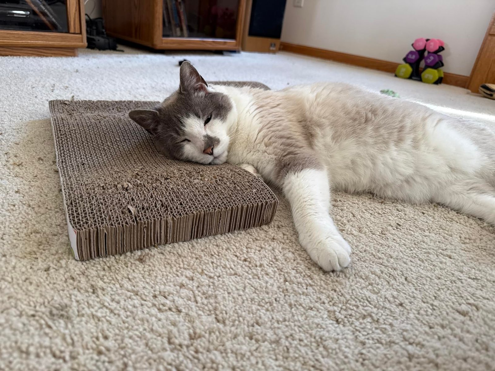 Customer cat relaxing beside a corrugated scratcher