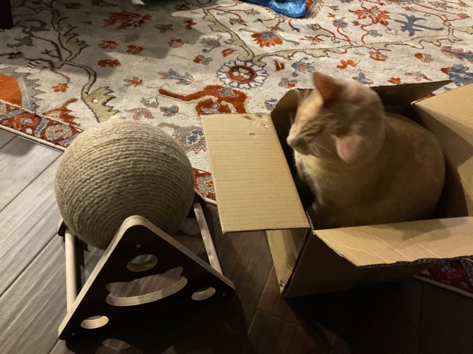 Customer cat with a sisal ball scratcher