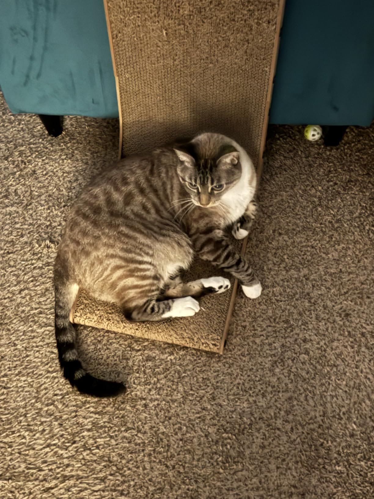 Customer cat resting on a tall scratcher
