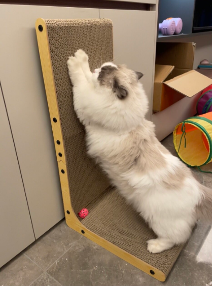 A fluffy cat stretching vertically on a corrugated cardboard scratching board